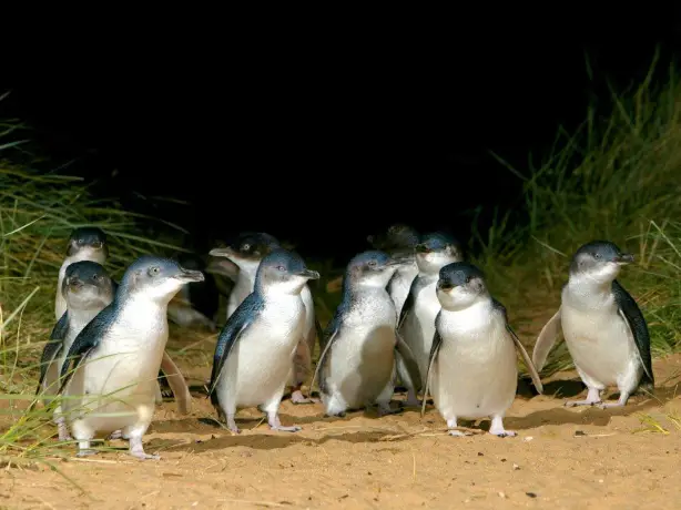 Places - Phillip Island