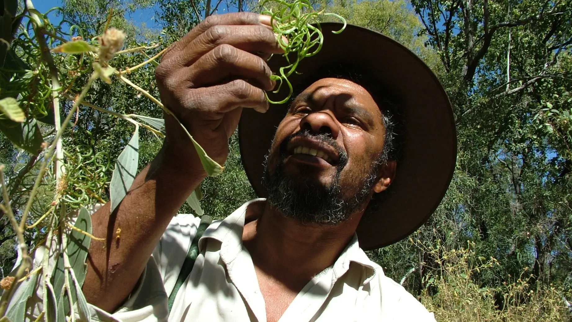 Indigener Guide in Australien hebt Pflanze hoch