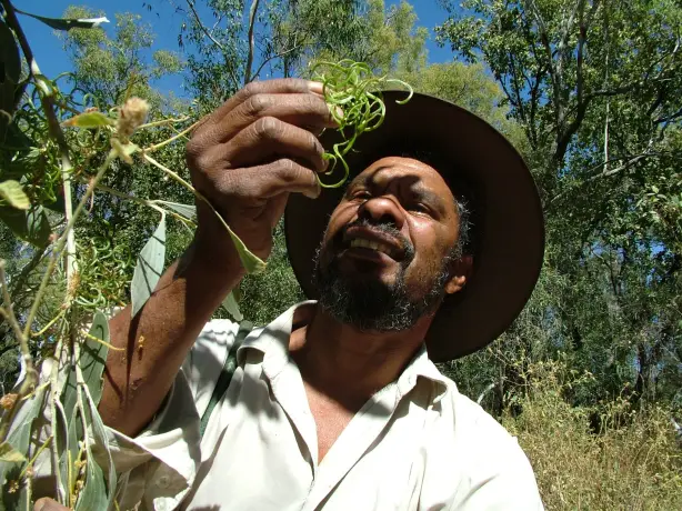 Indigener Guide in Australien hebt Pflanze hoch