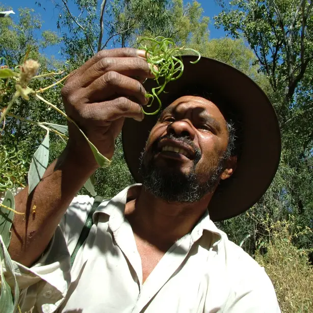 Indigener Guide in Australien hebt Pflanze hoch