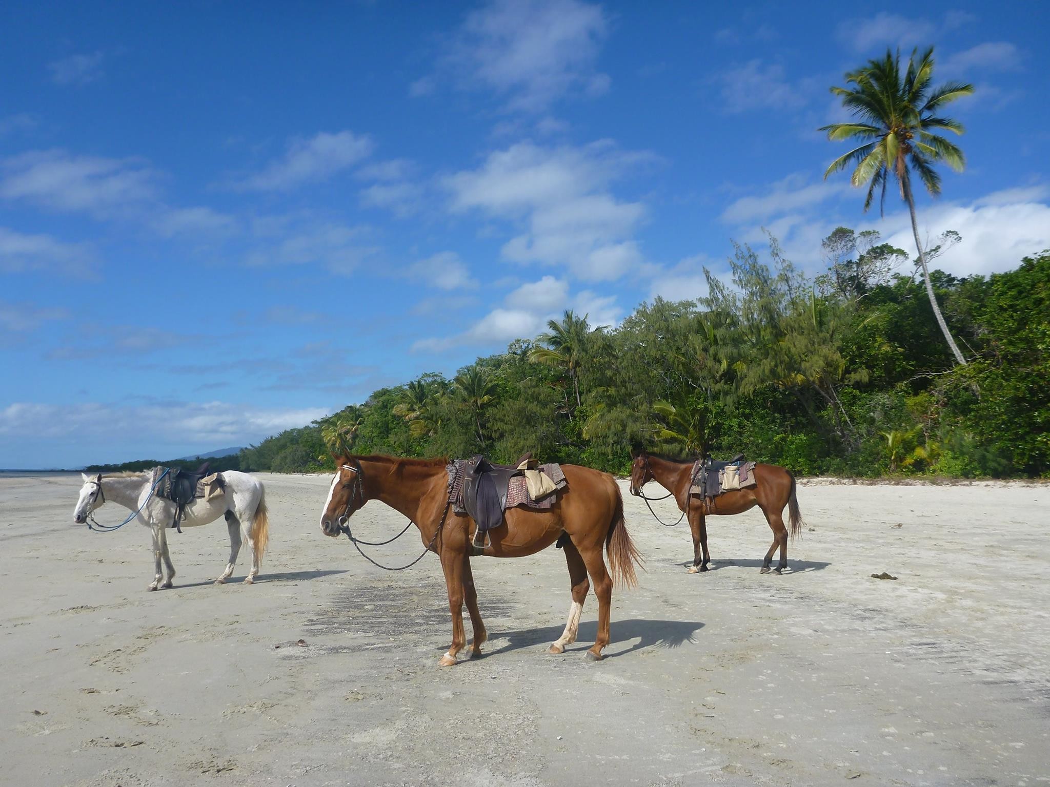 Au cape tribulation horserides 2 example trips