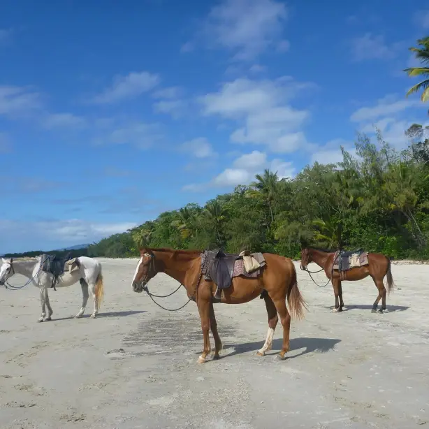 Au cape tribulation horserides 2 example trips