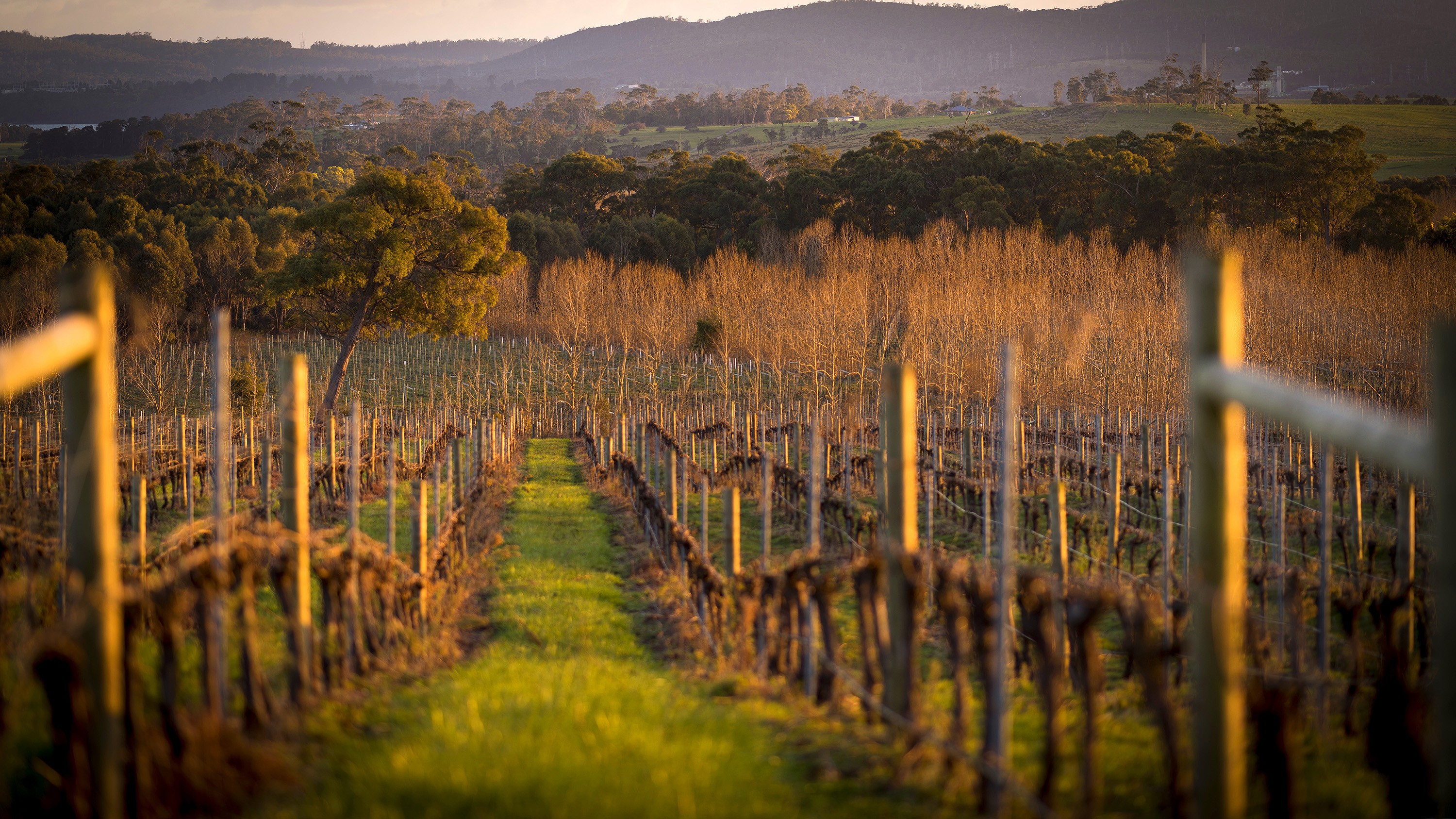 Aus tamar valley wine example trip 1