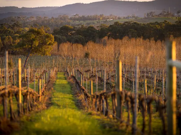 Aus tamar valley wine example trip 1