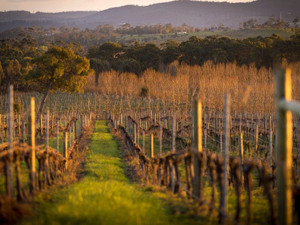 Aus tamar valley wine example trip 1