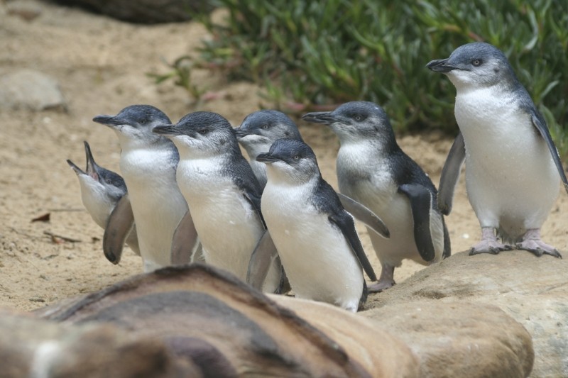 Australien Victoria Philip Island Pinguine