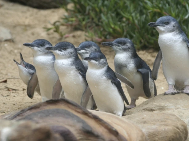 Australien Victoria Philip Island Pinguine