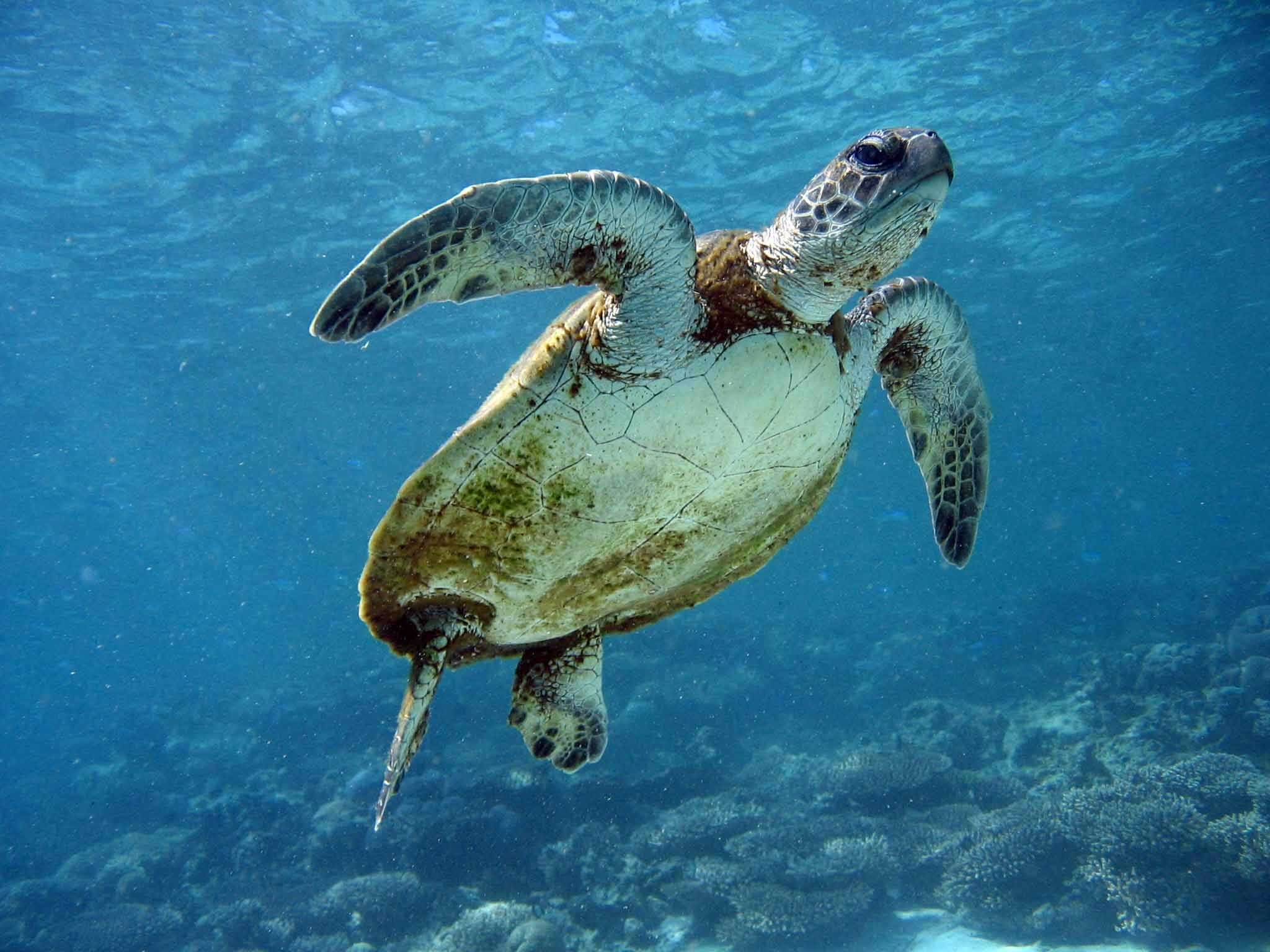 Places - Ningaloo Reef