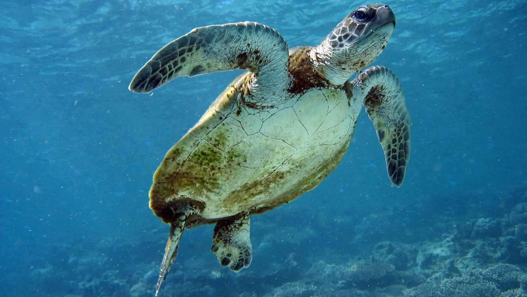 Places - Ningaloo Reef