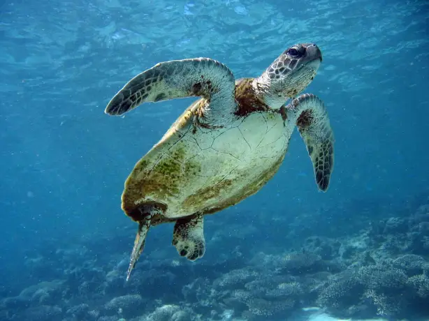 Places - Ningaloo Reef