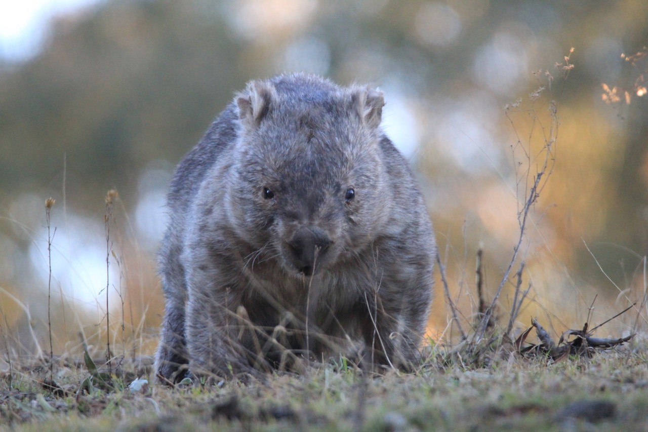 Wombat steht im Gras in Australien