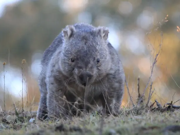Wombat steht im Gras in Australien