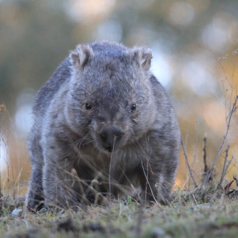 Wombat steht im Gras in Australien