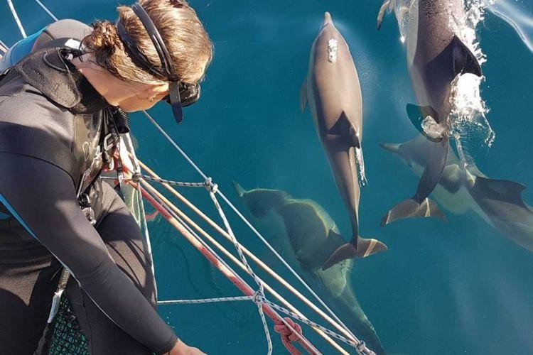 Aus dolphin swim port stephens example trip