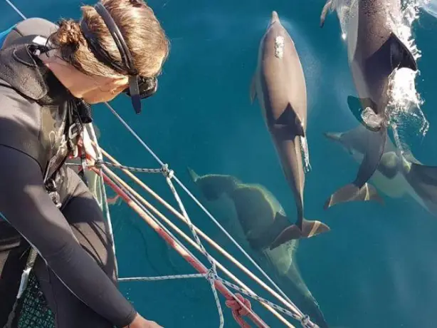 Aus dolphin swim port stephens example trip