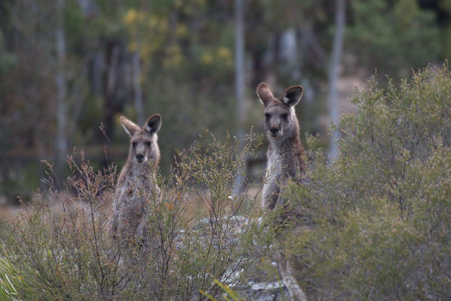 Aus kangaroos blue mountains example trip