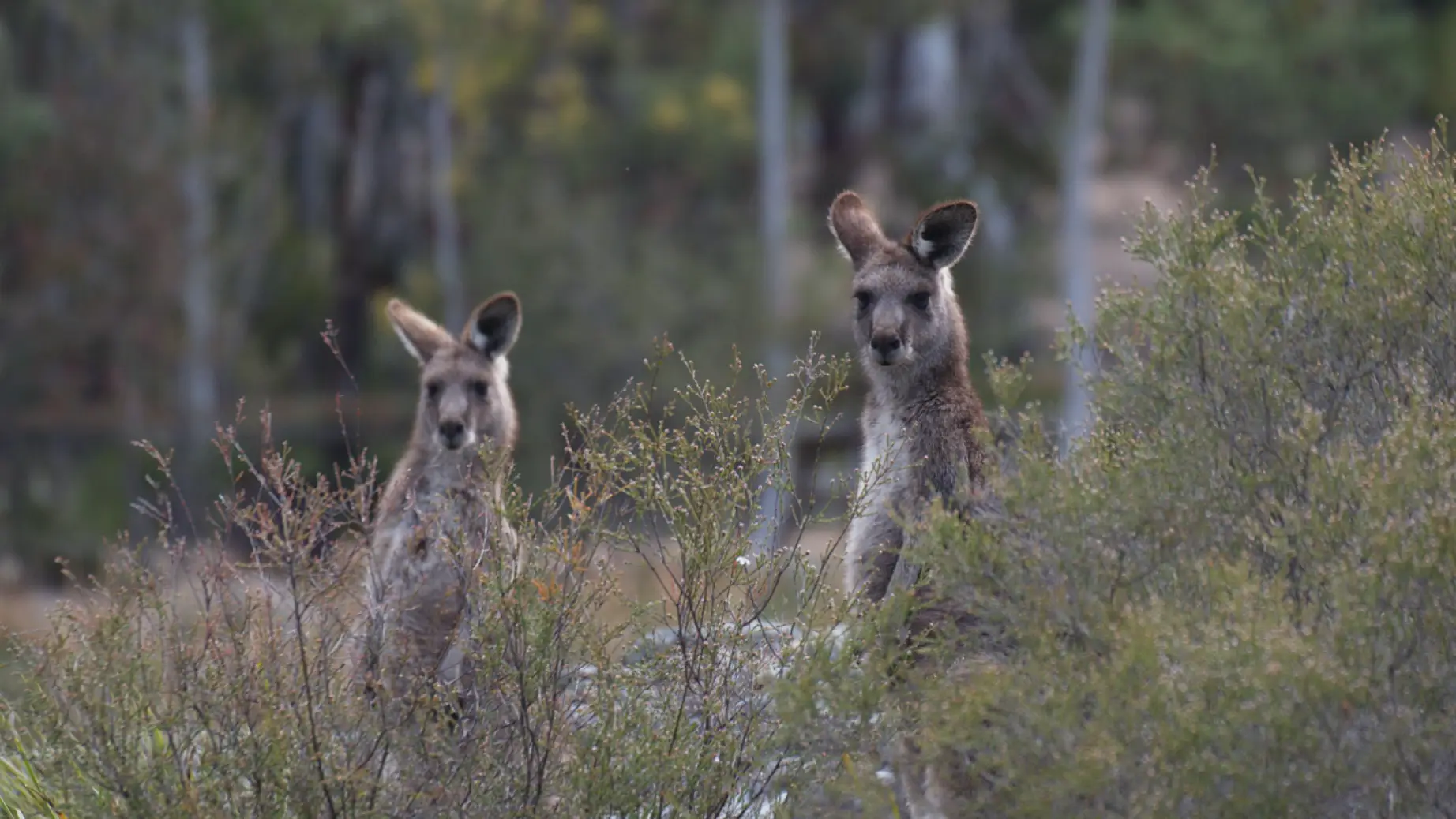 Aus kangaroos blue mountains example trip