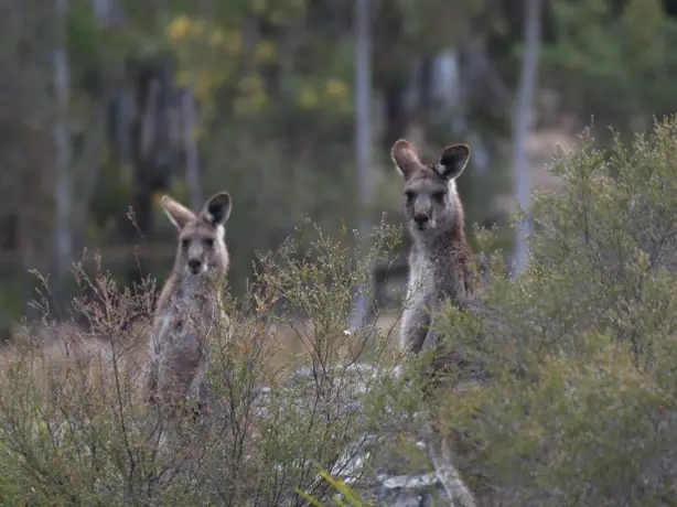 Aus kangaroos blue mountains example trip