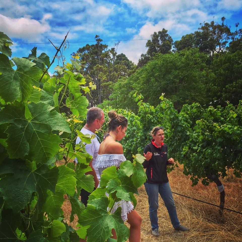 A couple on a guided tour of a vineyard in Margaret River, Australia.