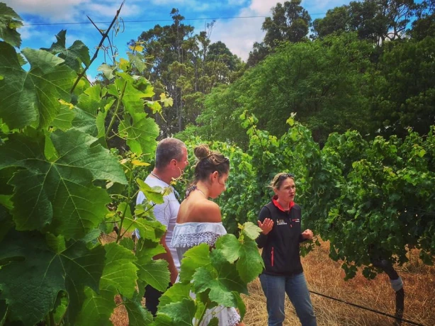 A couple on a guided tour of a vineyard in Margaret River, Australia.