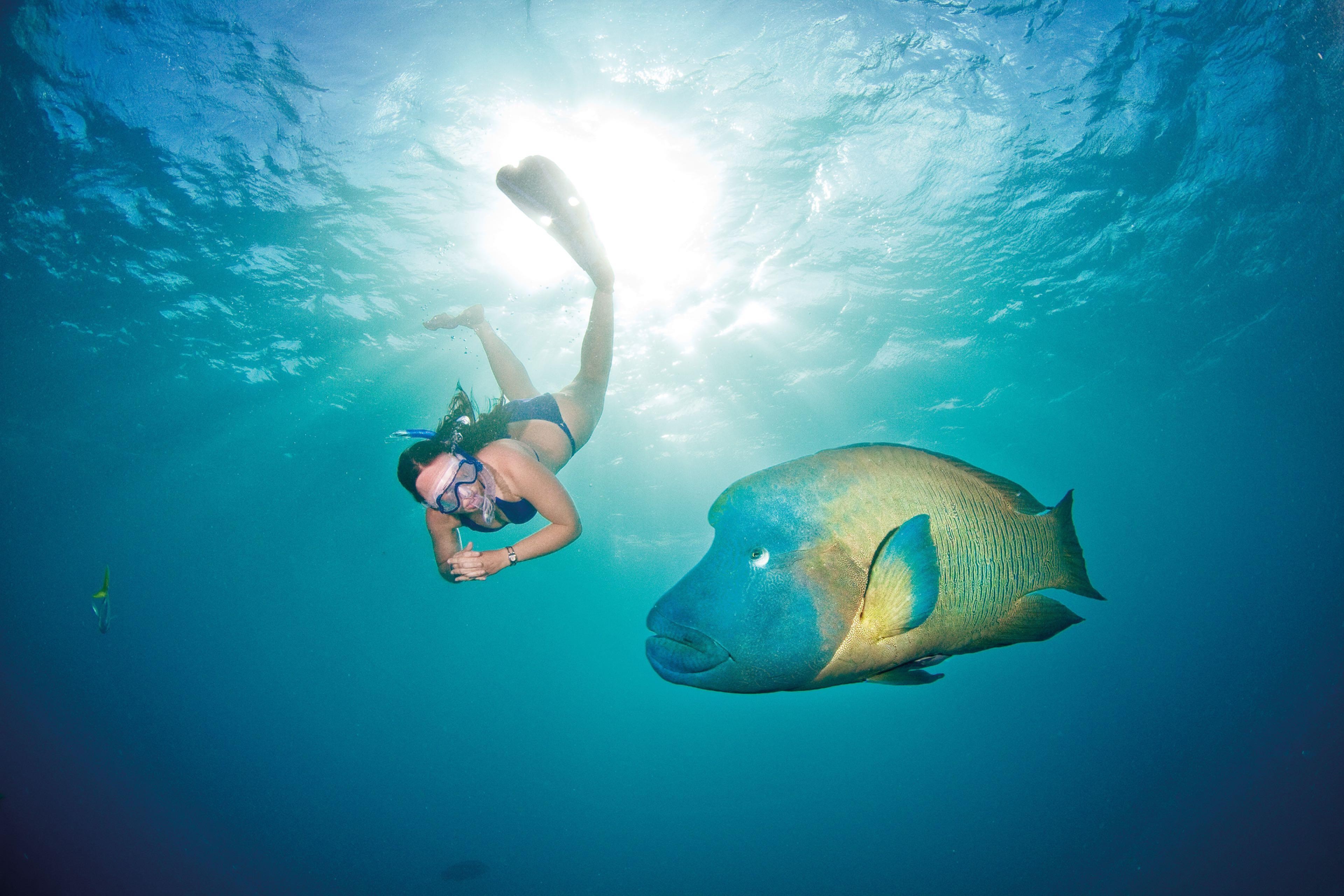 Australien Great Barrier Reef Schnorcheln Port Douglas