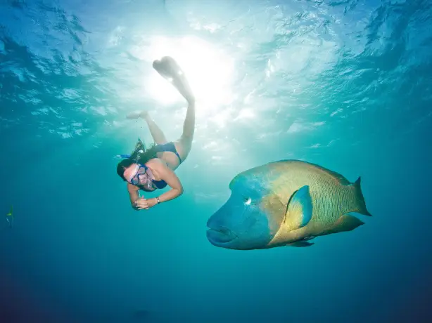 Australien Great Barrier Reef Schnorcheln Port Douglas