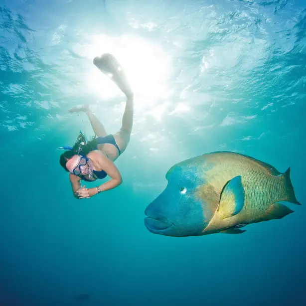 Australia Great Barrier Reef Snorkelling Port Douglas