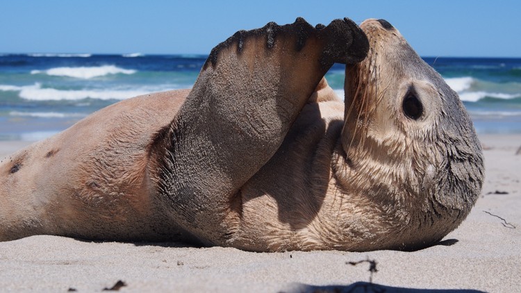 Places - Kangaroo Island