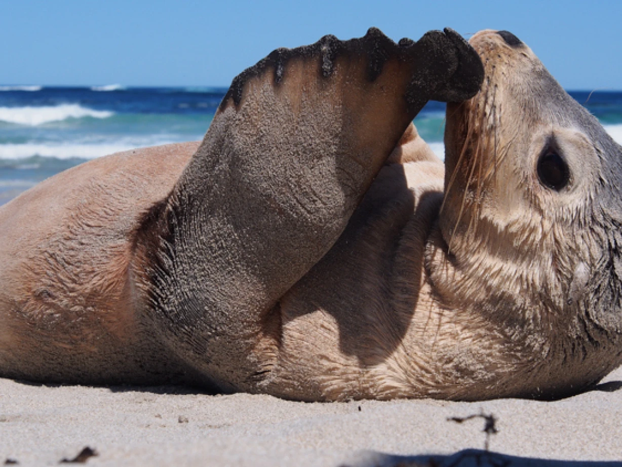 Places - Kangaroo Island