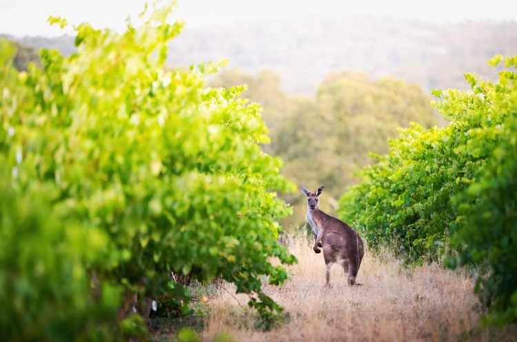 Een kangoeroe kijkt naar de camera van tussen twee rijen wijnstokken in een wijngaard in Barossa Valley