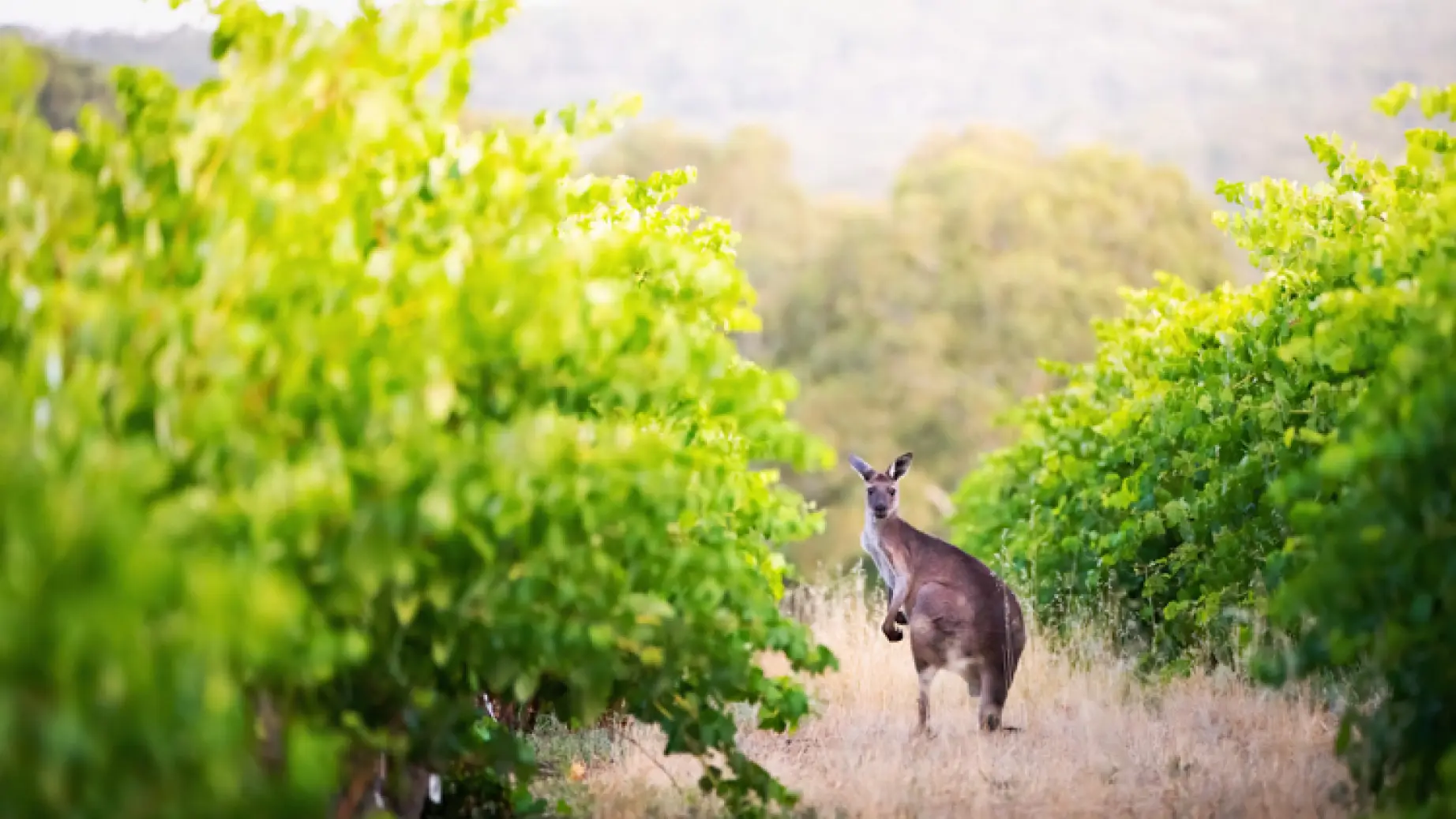 Ein Känguru blickt zwischen zwei Reihen von Weinstöcken in einem Weinberg im Barossa Valley in die Kamera