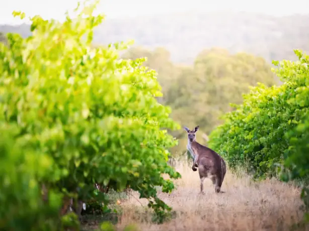 Ein Känguru blickt zwischen zwei Reihen von Weinstöcken in einem Weinberg im Barossa Valley in die Kamera