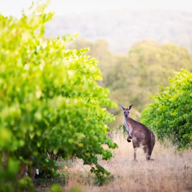 Een kangoeroe kijkt naar de camera van tussen twee rijen wijnstokken in een wijngaard in Barossa Valley