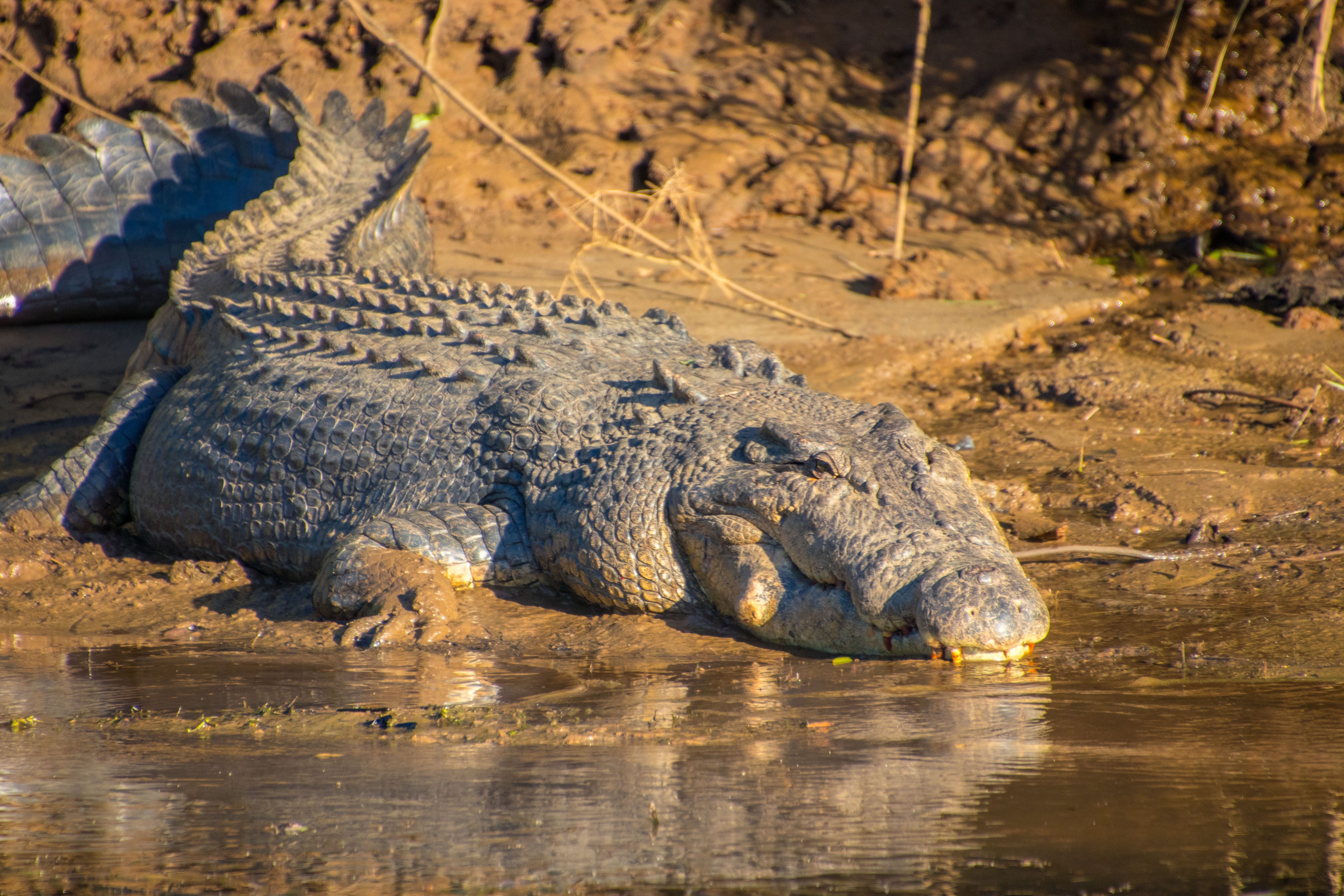Auz crocodile mission beach example trip1