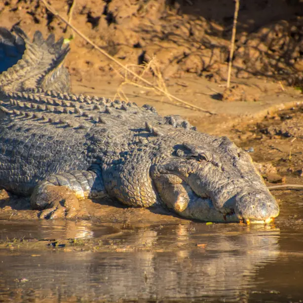 Auz crocodile mission beach example trip1