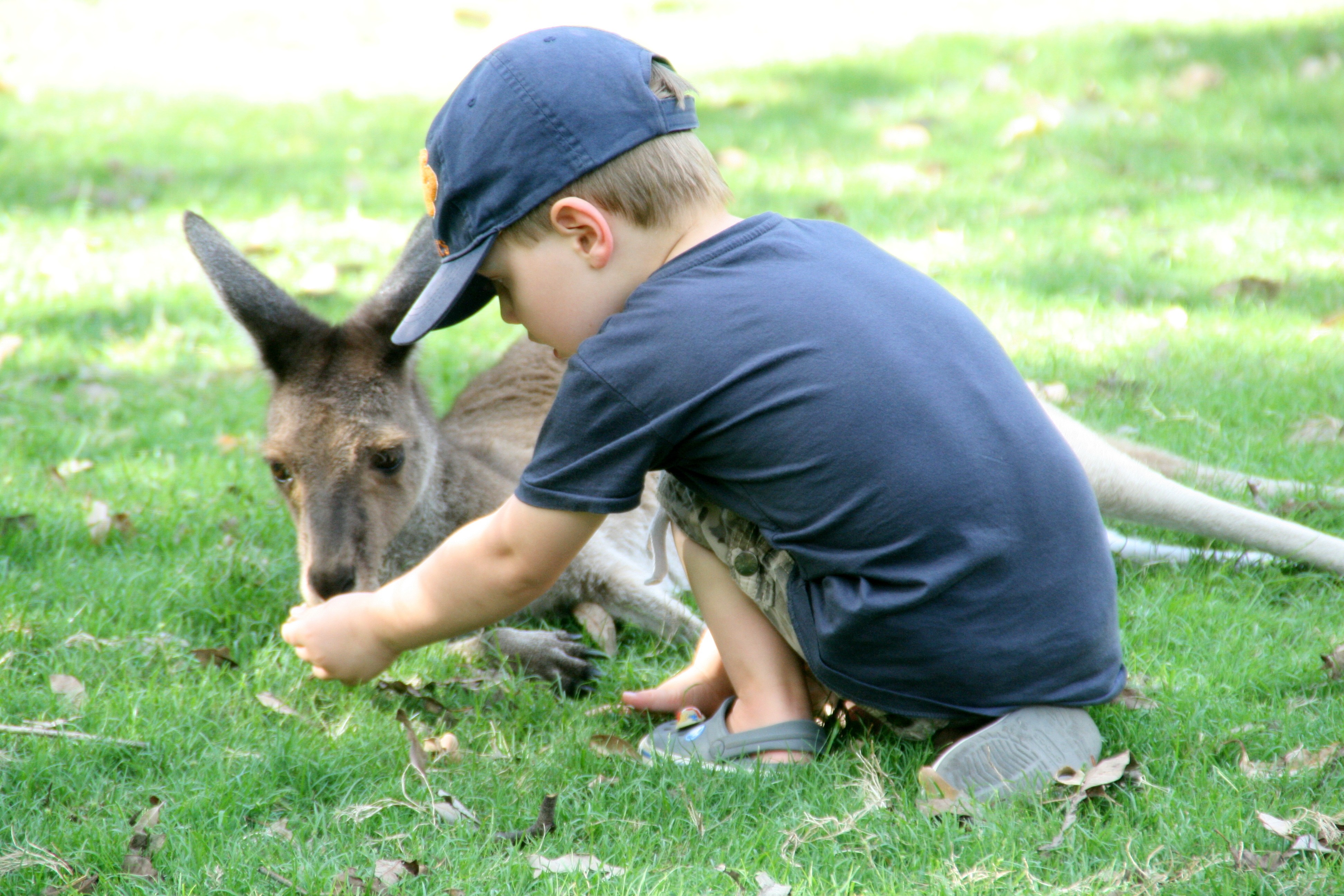 AUS WA kids feeding a kangaroo