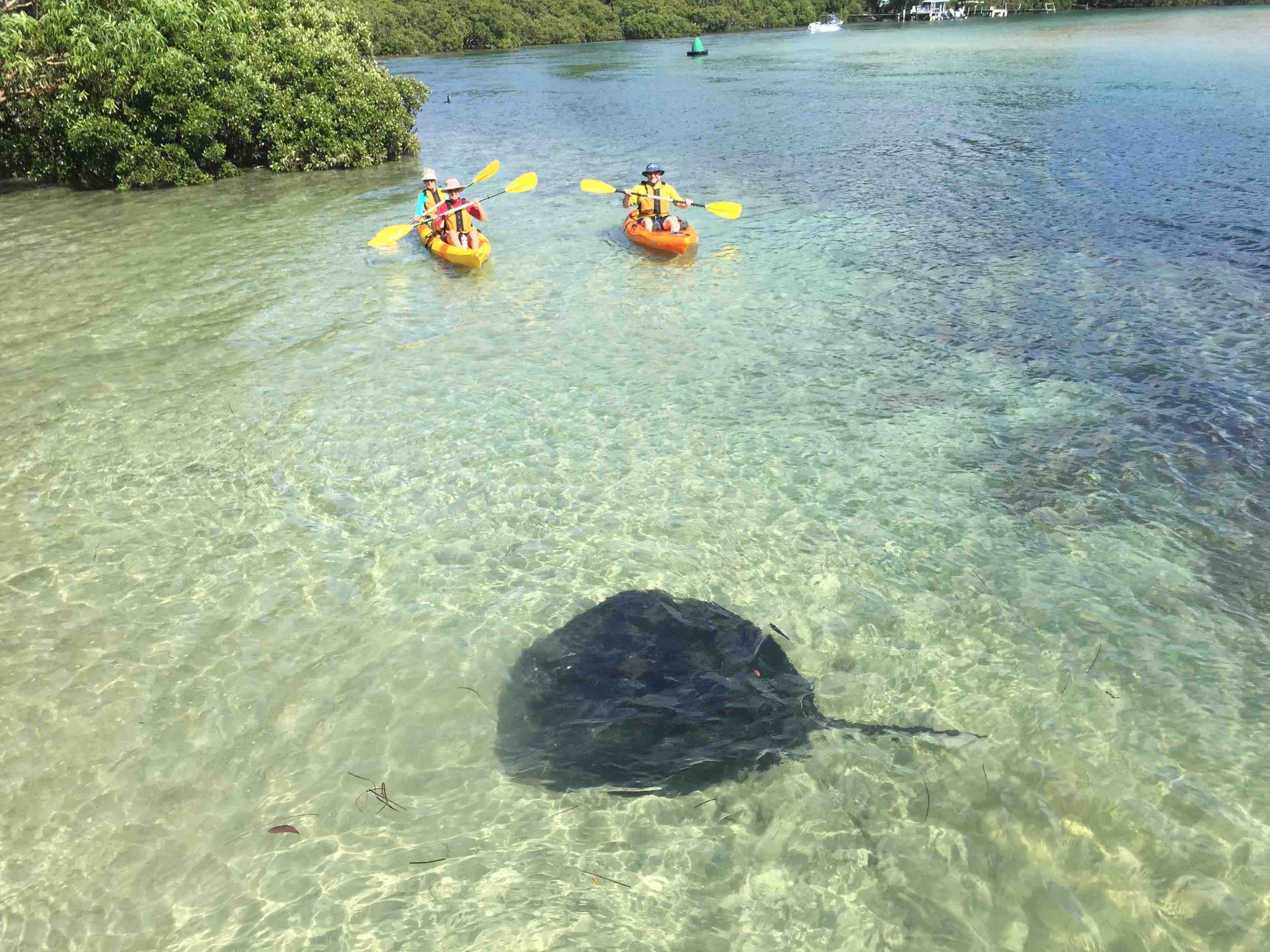 Aus nsw kayak tour stingray family see and do active