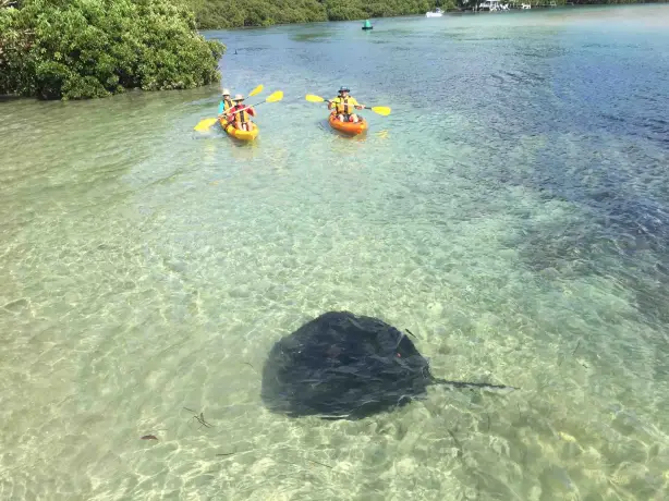 Aus nsw kayak tour stingray family see and do active
