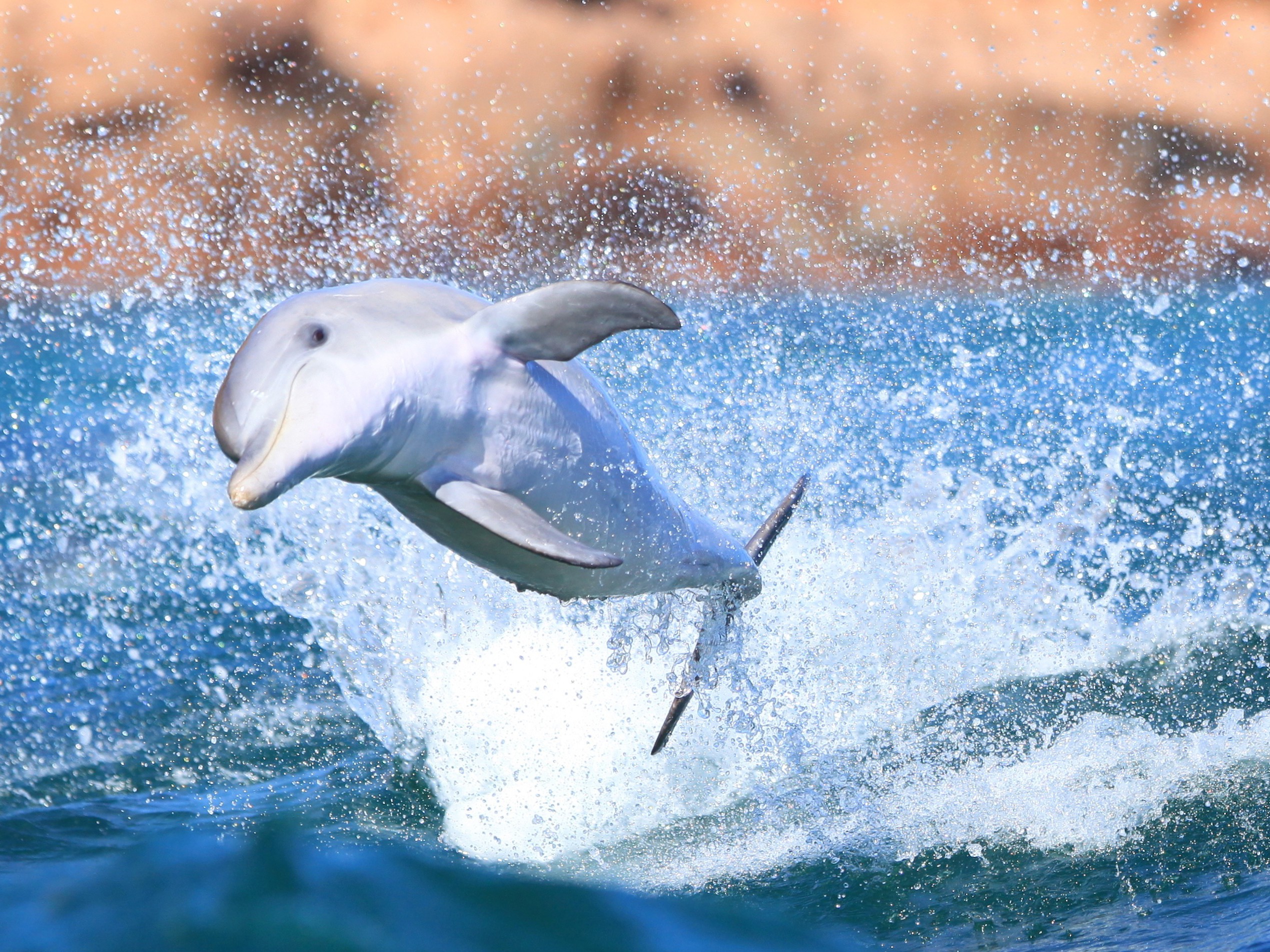 Auz kangaroo island marine adventures 1 family active