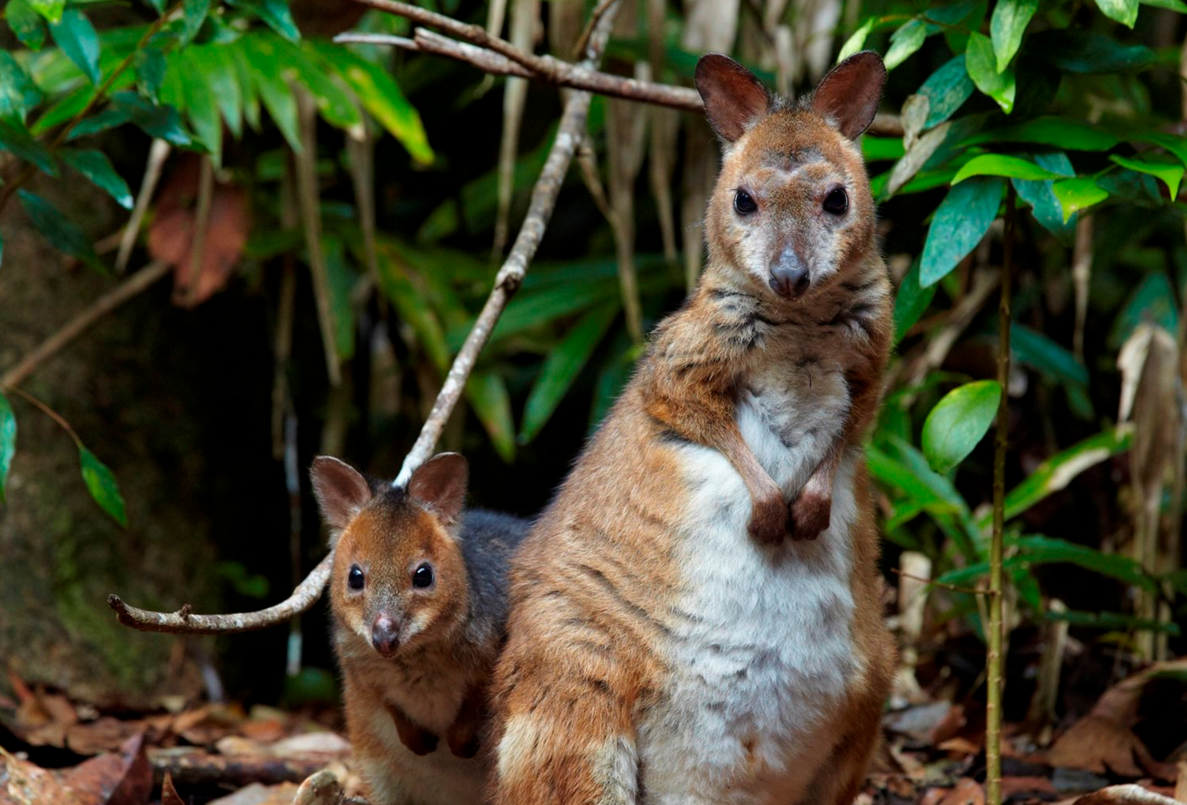 Aus daintree river cruise wallaby family see and do easy going