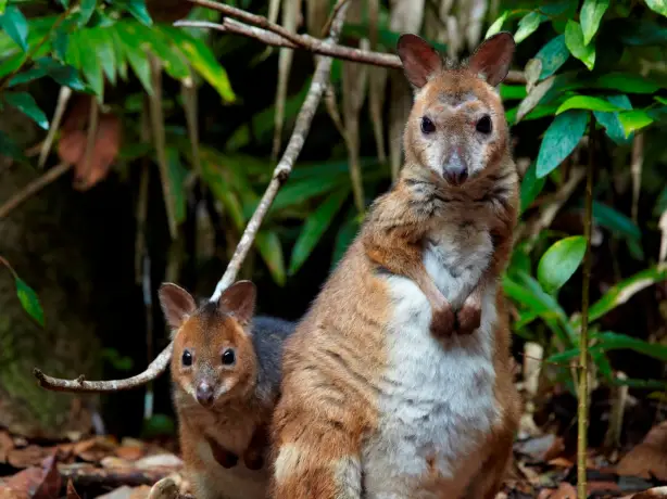 Aus daintree river cruise wallaby family see and do easy going