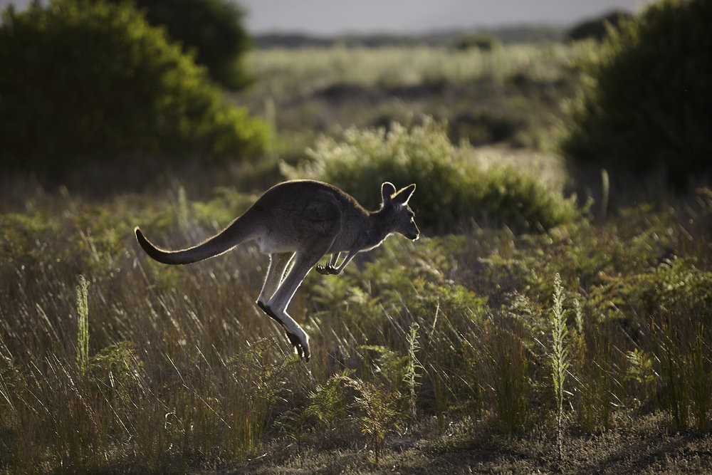 Australien Wilson Promontory Nationalpark Känguru