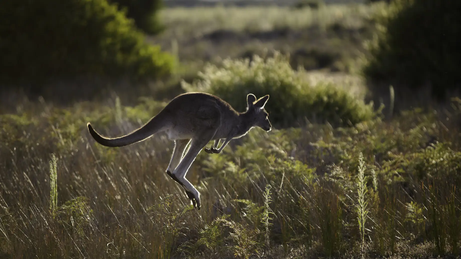Australien Wilson Promontory Nationalpark Känguru