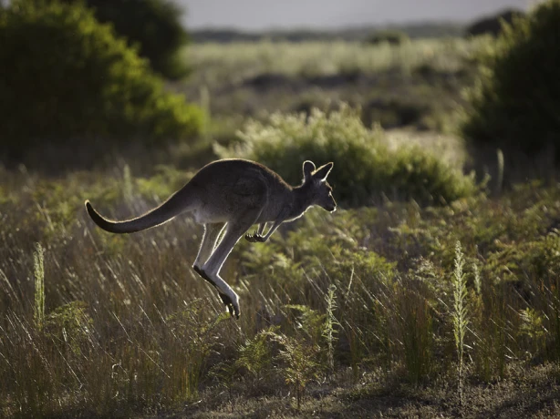 Australien Wilson Promontory Nationalpark Känguru
