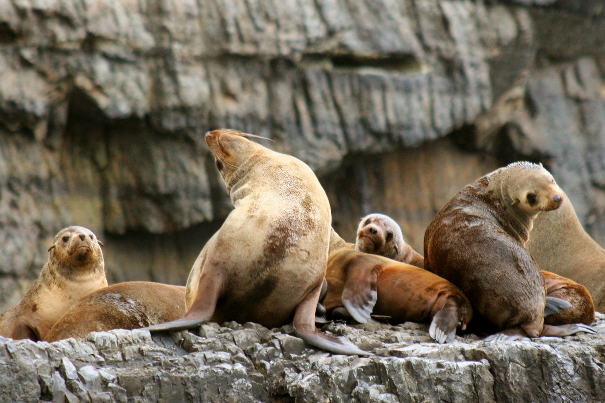 Aus bruny island cruise animals family see and do easy going
