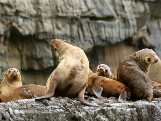 Aus bruny island cruise animals family see and do easy going