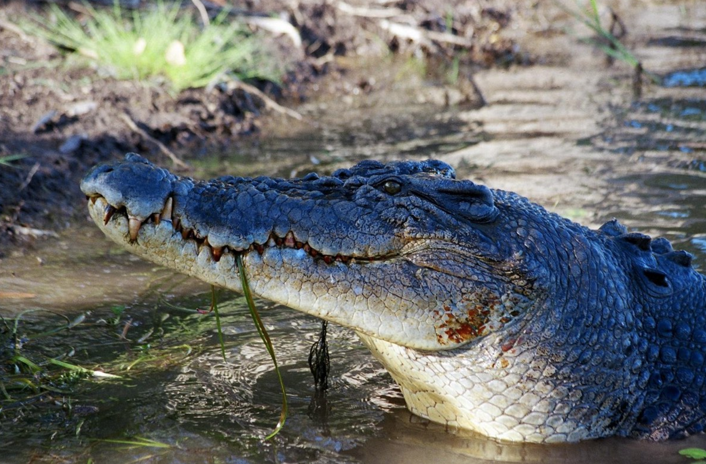 Aus daintree river cruise crocodile family see and do easy going