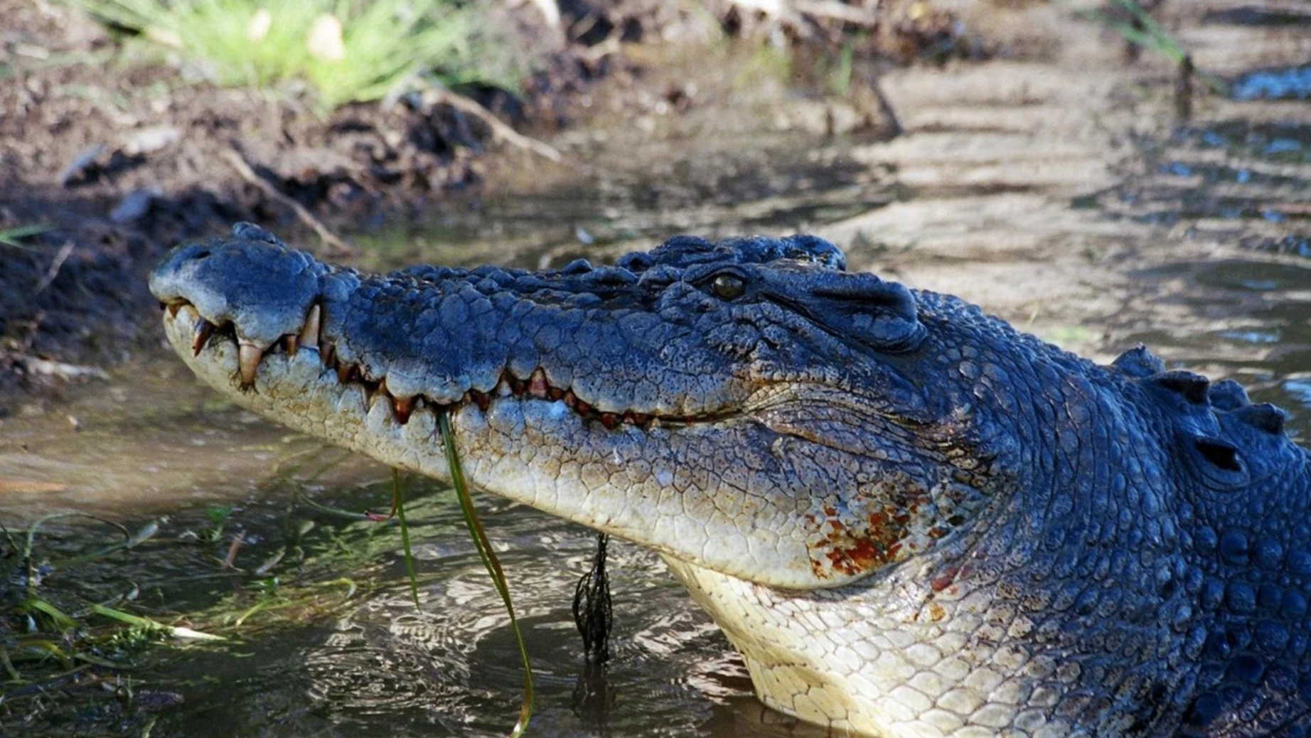 Aus daintree river cruise crocodile family see and do easy going