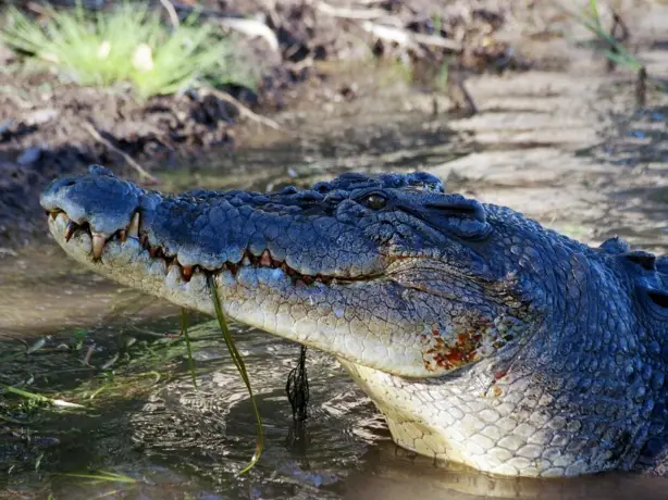 Aus daintree river cruise crocodile family see and do easy going