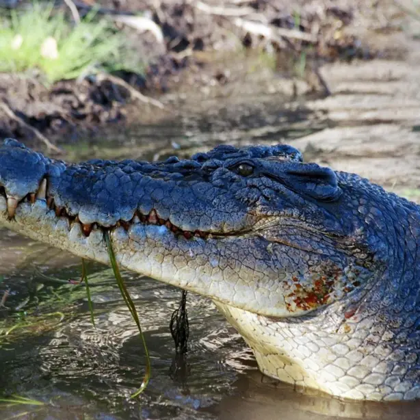 Aus daintree river cruise crocodile family see and do easy going
